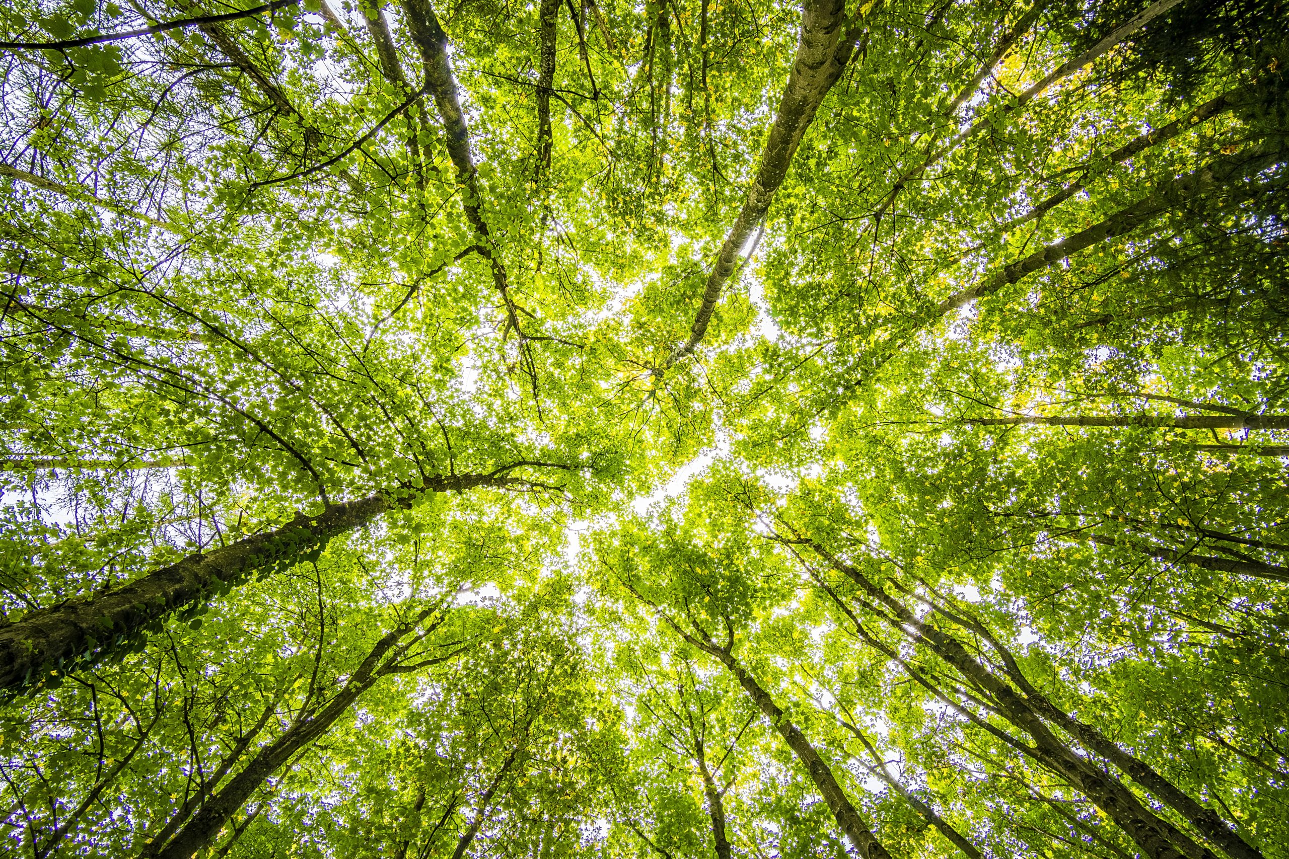 [Alt] Forest